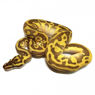Bpleoencbutpas